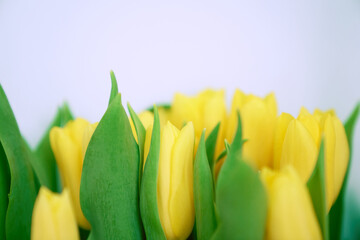 Selective focus, side view of a bouquet of beautiful yellow tulips on a light background. Close-up of the spring composition. High quality photo