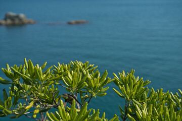 植物と海景風景