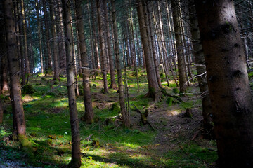 Obraz premium Wandern in Pfronten, Allgäu, Bayern