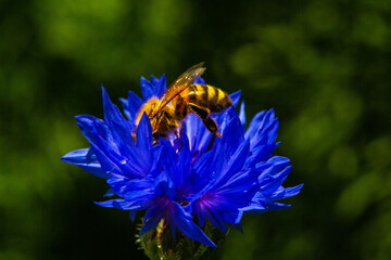 Cornflowers with bee. blue wildflowers in summer, bee friendly flower