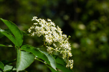 Elderflowers on the tree, dessert, cocktail, juice