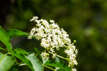 Elderflowers on the tree, dessert, cocktail, juice