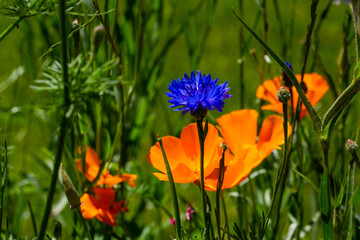 Cornflowers, blue wildflowers in summer, bee friendly flower