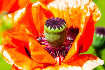 Poppies in summer, poppy field, summer time