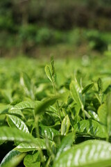 Fototapeta na wymiar a tea tree in a tea plantation at the peak of Sikunir