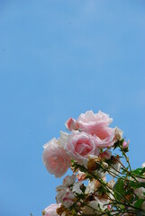 バラと青空