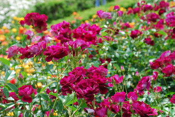 Fototapeta premium 深紅のバラ