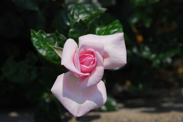 ピンクのバラ