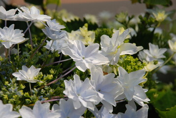 ダンスパーティー