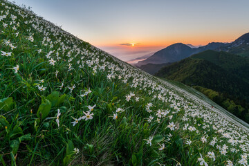 Daffodils at Mala Golica. Spring flowers on a beautiful misty sunrise with fog. 