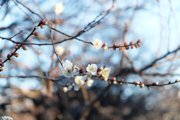 白梅の花