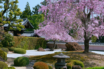 正法寺の桜のある庭園、京都