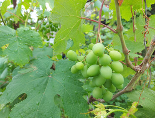 grapes growing on a branch in the garden. cultivation, horticulture, fruit, vineyard.