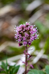 Petasites hybridus flower in meadow