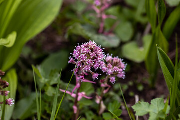 Petasites hybridus flower growing in meadow