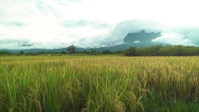 Full rice land fields in countryside with mountain landscape in north of Thailand