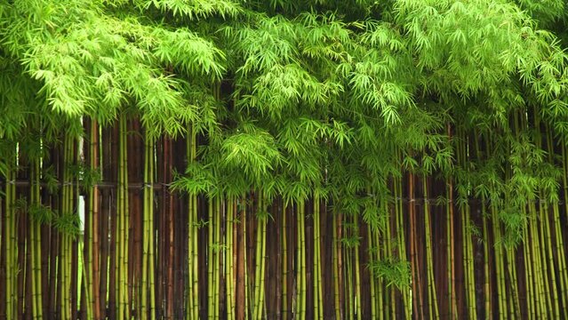 Clam moment nature green bamboo trees on raining season     
