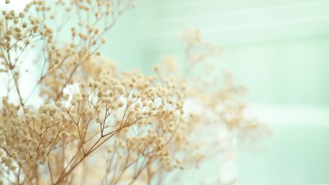 Dried beige tiny gypsophila flower decorate in bright room                                