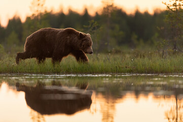 Big male brown bear walking in the bog with water reflection