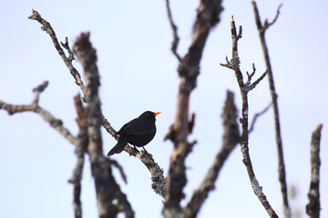 Obraz premium Common blackbird (Turdus merula) sitting in a bare tree