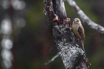 A female parrot crossbill (Loxia pytyopsittacus) at the branch of a dead tree