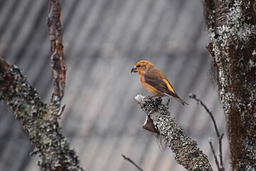 Young male parrot crossbill (Loxia pytyopsittacus) perched on a tree