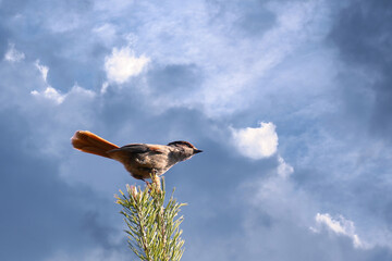 Siberian jay (Perisoreus infaustus) sitting on top of a pine with dark clouds and sunshine