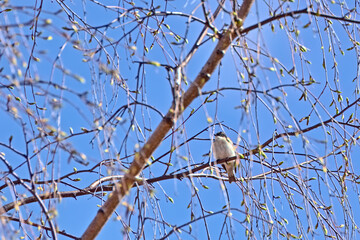 Male European pied flycatcher (Ficedula hypoleuca) sitting in dense birch twigs in spring