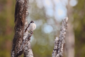 European pied flycatcher (Ficedula hypoleuca) sitting in a dead tree