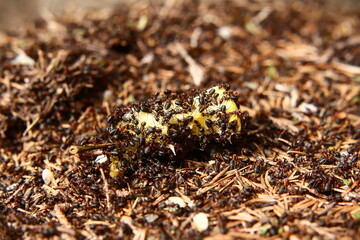 Colony of forest ants eating an apple core