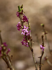 Flowering Daphne mezereum with soft defocused background