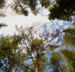 Upward view of a mighty pine in the Swedish forest