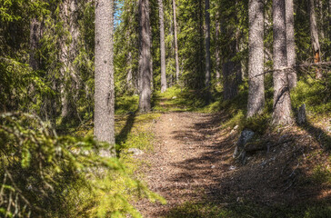 Fototapeta premium Path leading into a nature reserve in northern Sweden