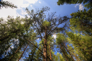 Obraz premium Upward view of a mighty pine in the Swedish forest