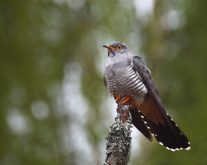 Common cuckoo (Cuculus canorus) sitting in a dead tree