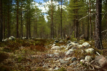 Fototapeta na wymiar Rocky pine forest in a nature reserve in northern Sweden