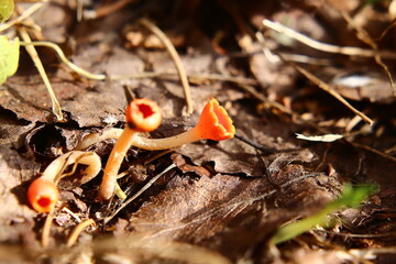 A group of Microstoma protractum fungi growing on the forest ground