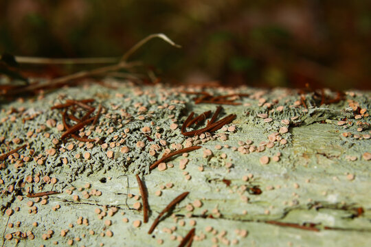 Rotting wood covered in the lichen species Icmadophila ericetorum