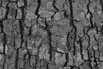The bark is a naturally beautiful bark.