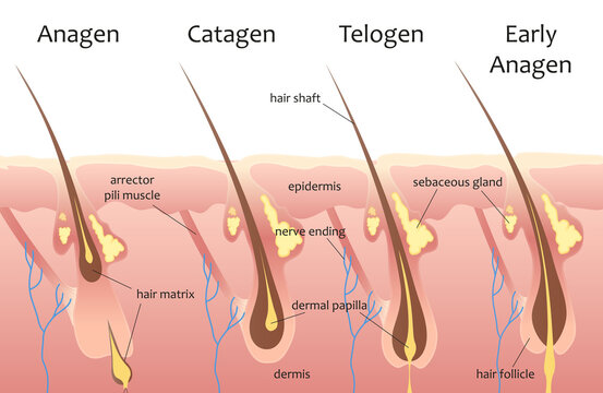 Cycle of human hair growth, infographic vector illustration. Animation process with layers and sections of skin, hair root, epidermis structures in medical scheme background. Dermatology concept