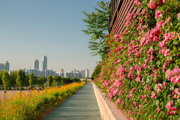 Anyangcheon stream park with rose flower in Seoul, Korea
