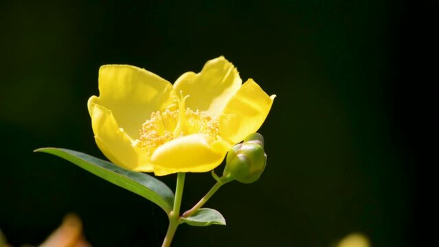 山吹の花とよく似ていますがこちらはキンシバイ（金糸梅）