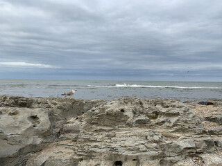 a seagull stands on a rock in the sea and