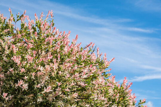 the variegated foliage of a japanese willow