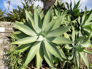 Swan-neck Agave (Agave attenuata) plant