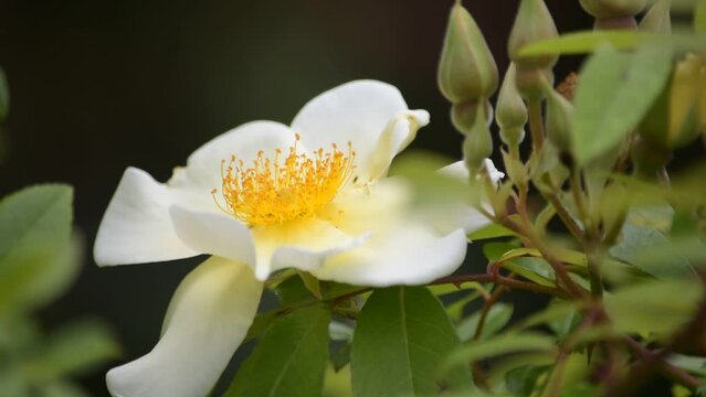 「イヌバラ」ってあまりきれいな名前ではありませんが、原種バラのひとつで「ロサ・カニーナ」のことです。