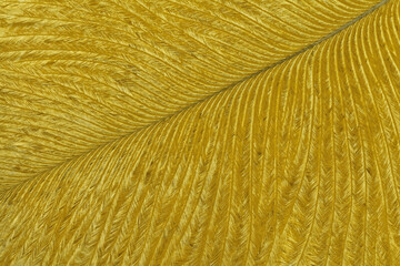 Texture of bright golden tropical bird feather, background macro. Structure of yellow fluffy plumage.