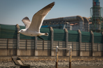 A close-up shot of a flying seagull-1