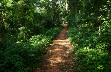 Dirt path in the forest