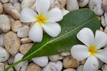 Fototapeta na wymiar The frangipani flowers on pebbles